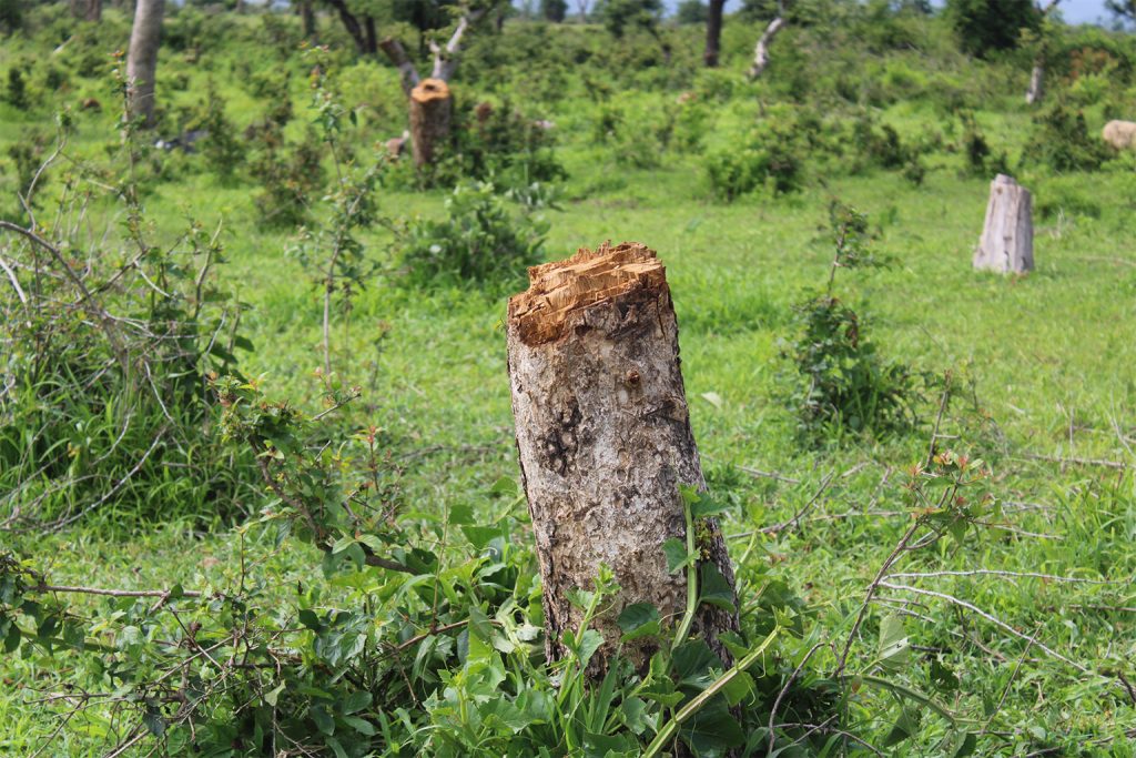 tree stump removal