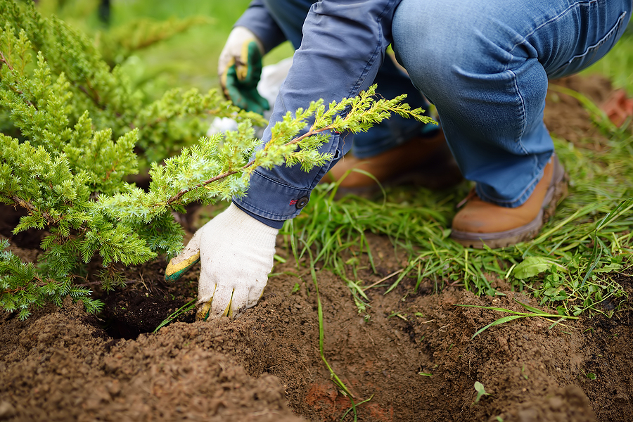 shrub removal