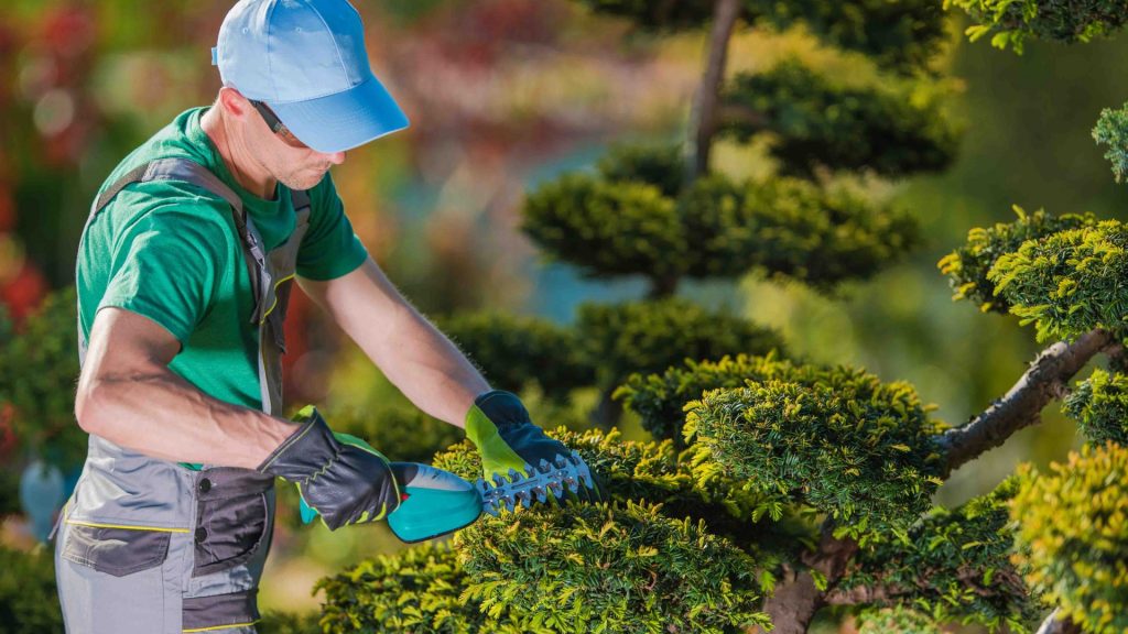 watering strategies