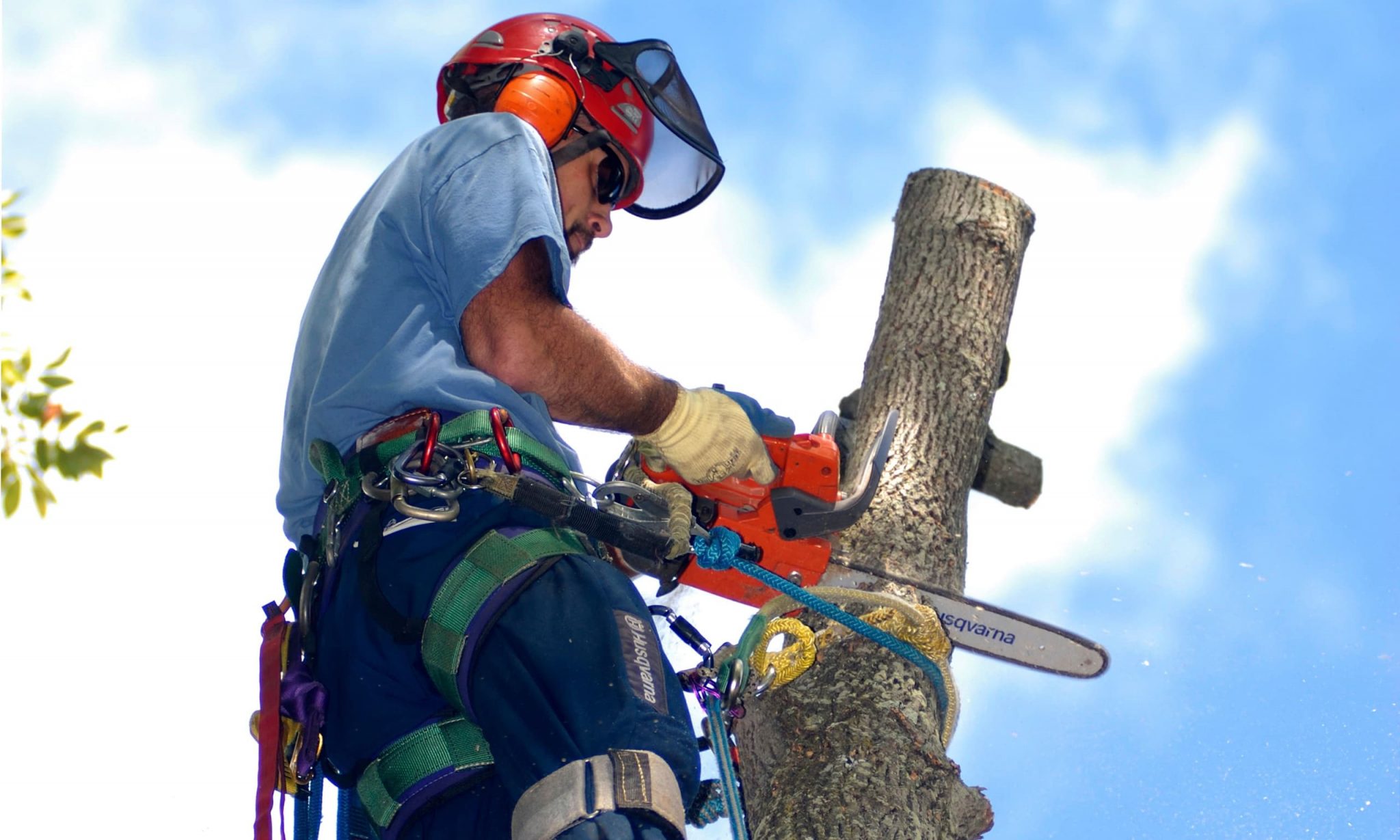 Professional Tree Care & Maintenance in Toronto
