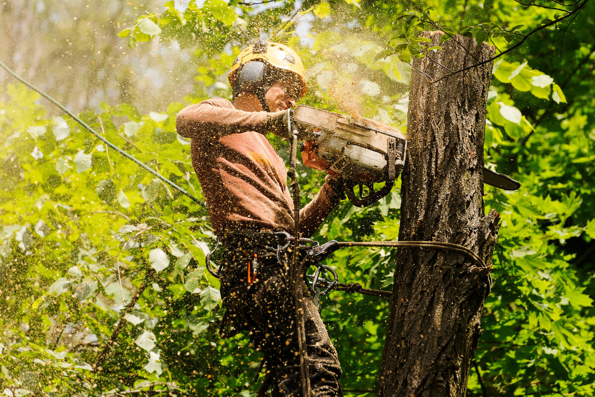 Etobicoke Arborist