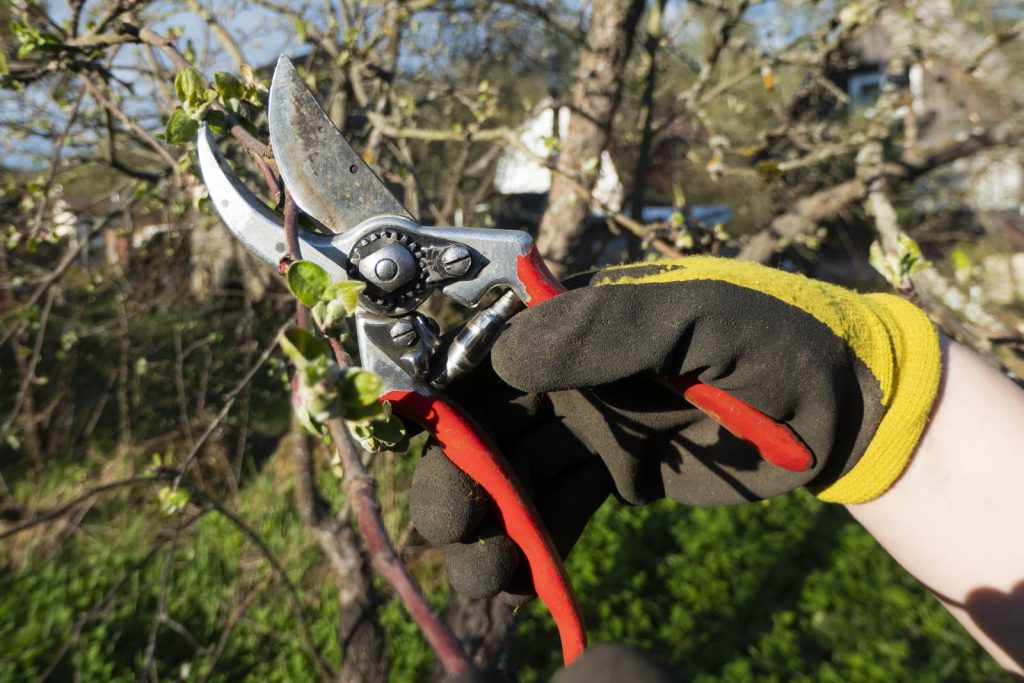 tree pruning toronto spring