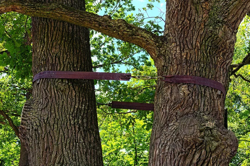tree cabling bracing