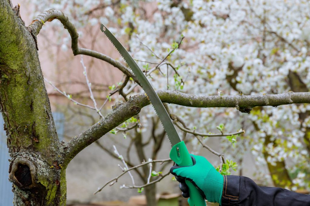 arborist in toronto tree care