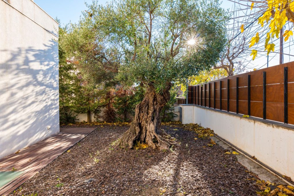 tree roots property