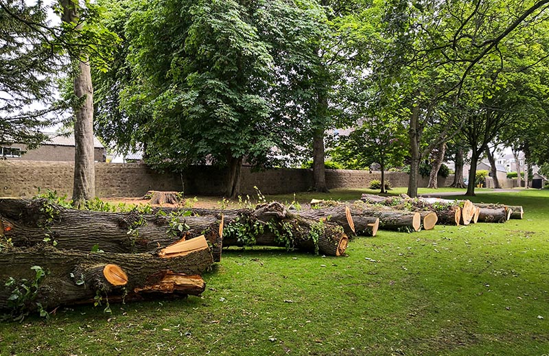 tree removal Toronto
