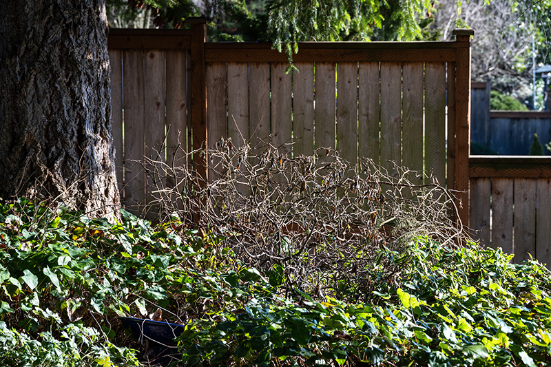 shrub removal toronto