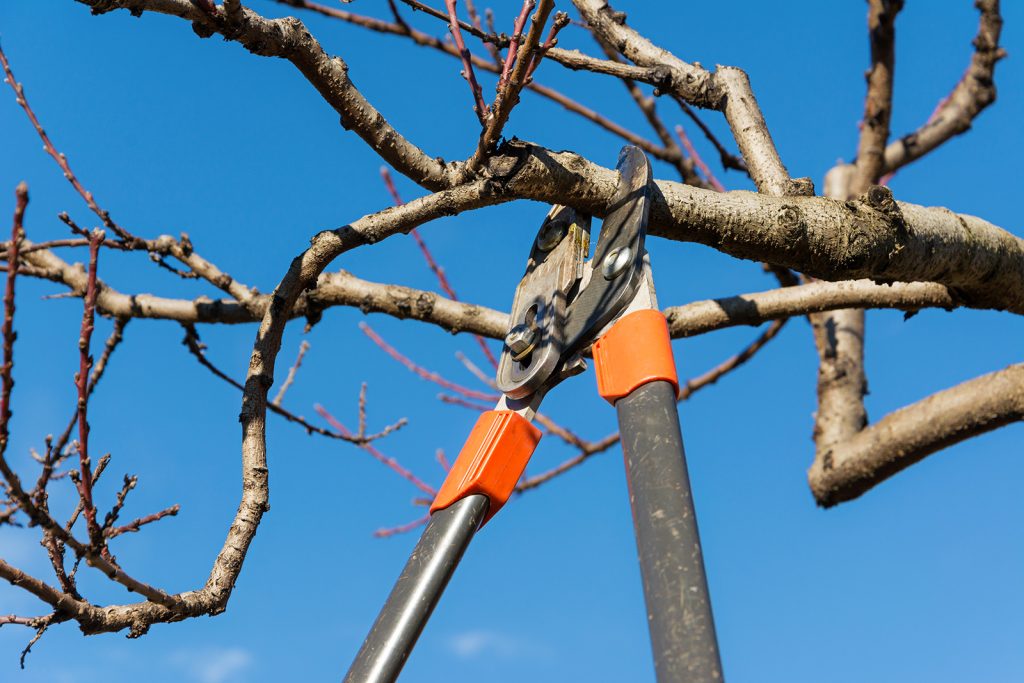 winter tree pruning Toronto