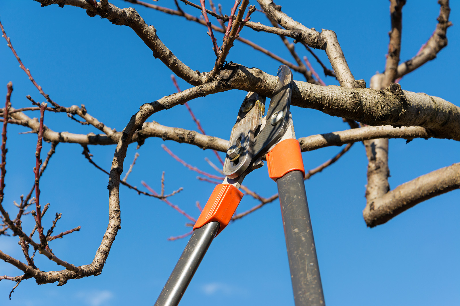 winter tree pruning Toronto