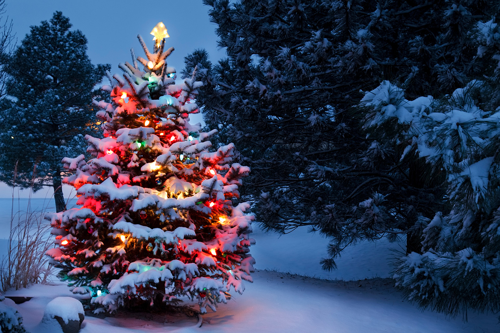 Happy Holidays Loyal Tree