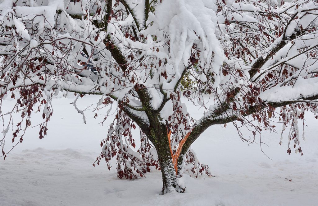 winter tree care split trunk Toronto