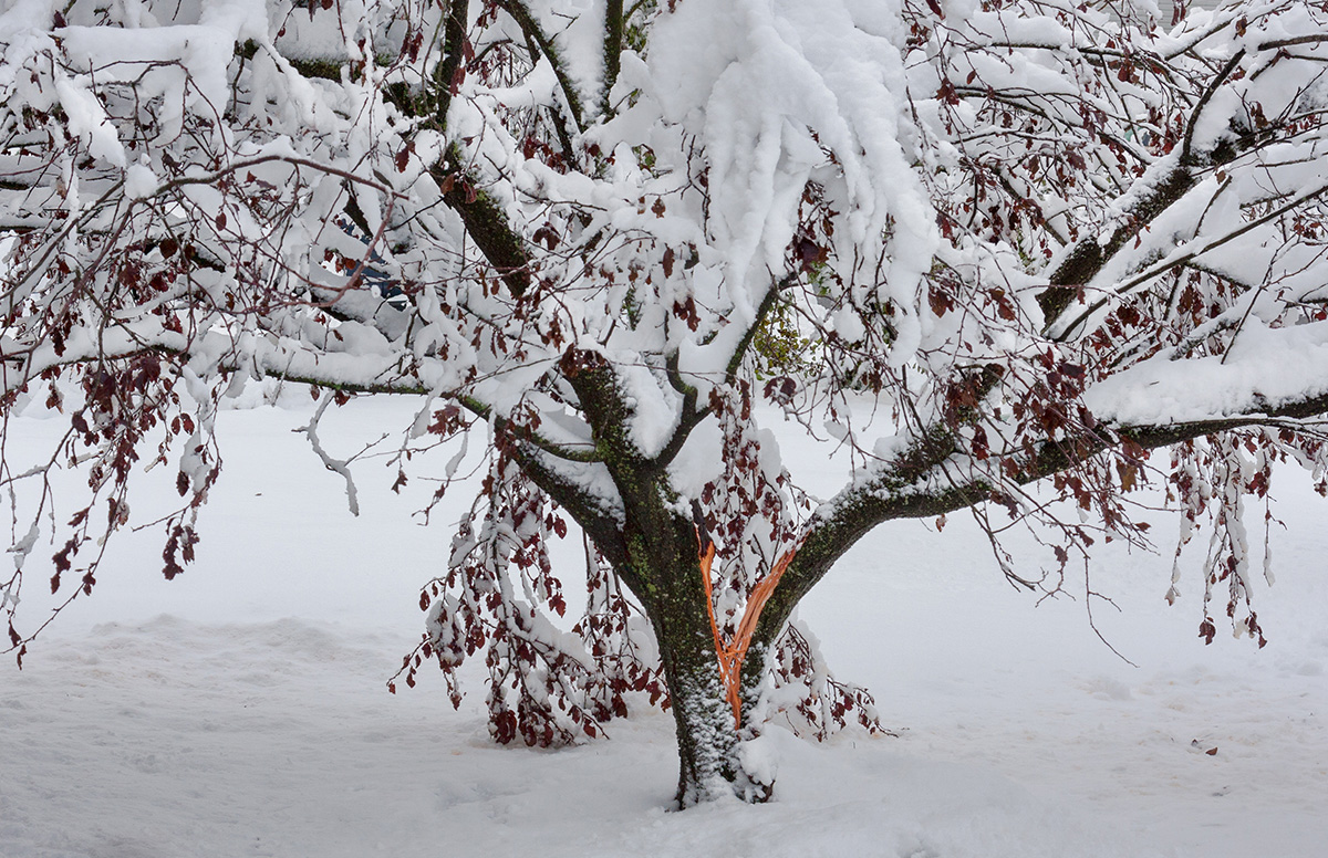 winter tree care split trunk Toronto