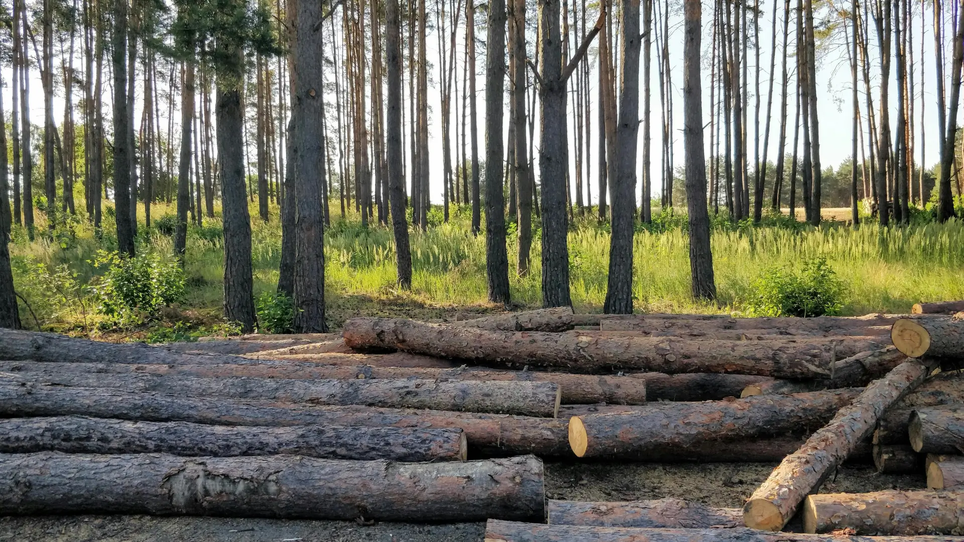 Learn how urban wood salvage in Toronto turns removed trees into usable lumber, furniture, mulch, and sustainable local wood products.