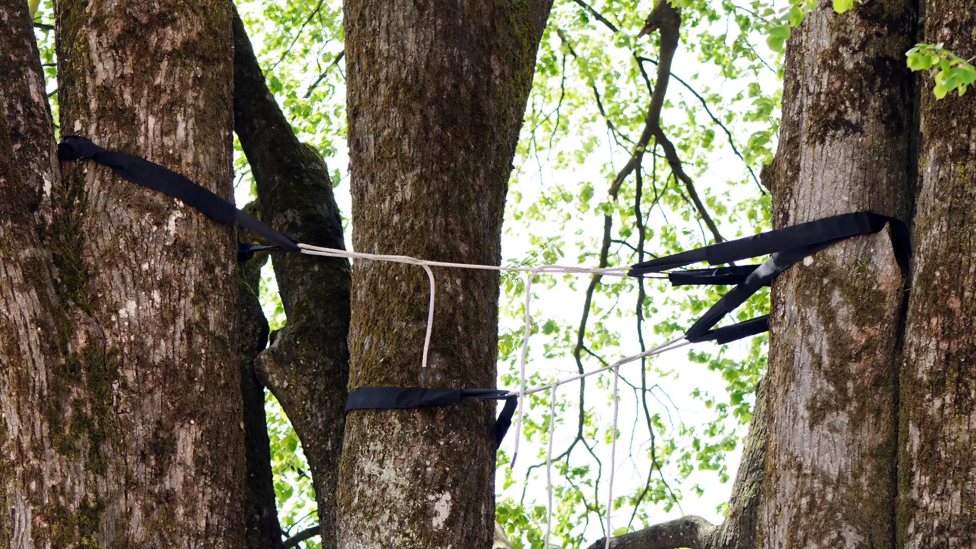 How To Decide If A Mature Toronto Tree Can Be Saved