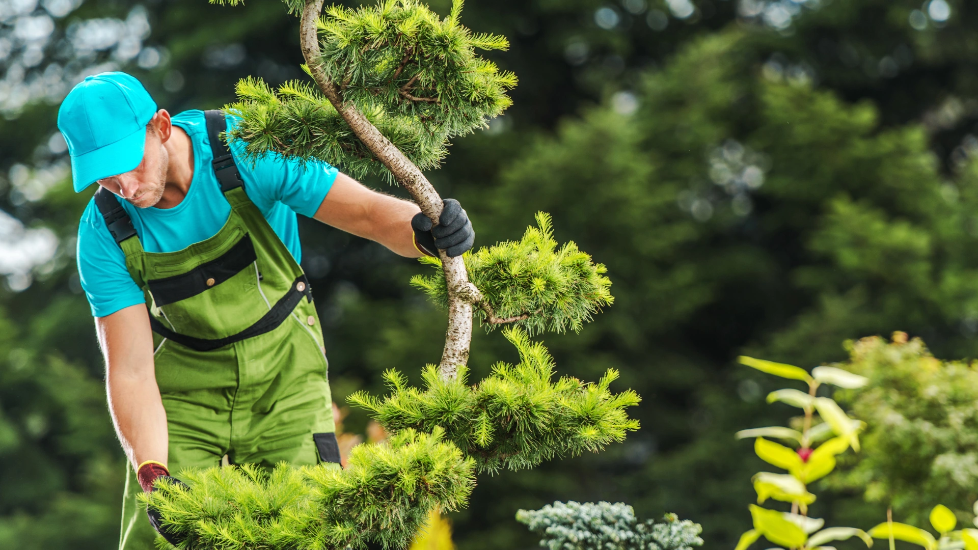 Certified Arborist vs Tree Service: What's the Difference?