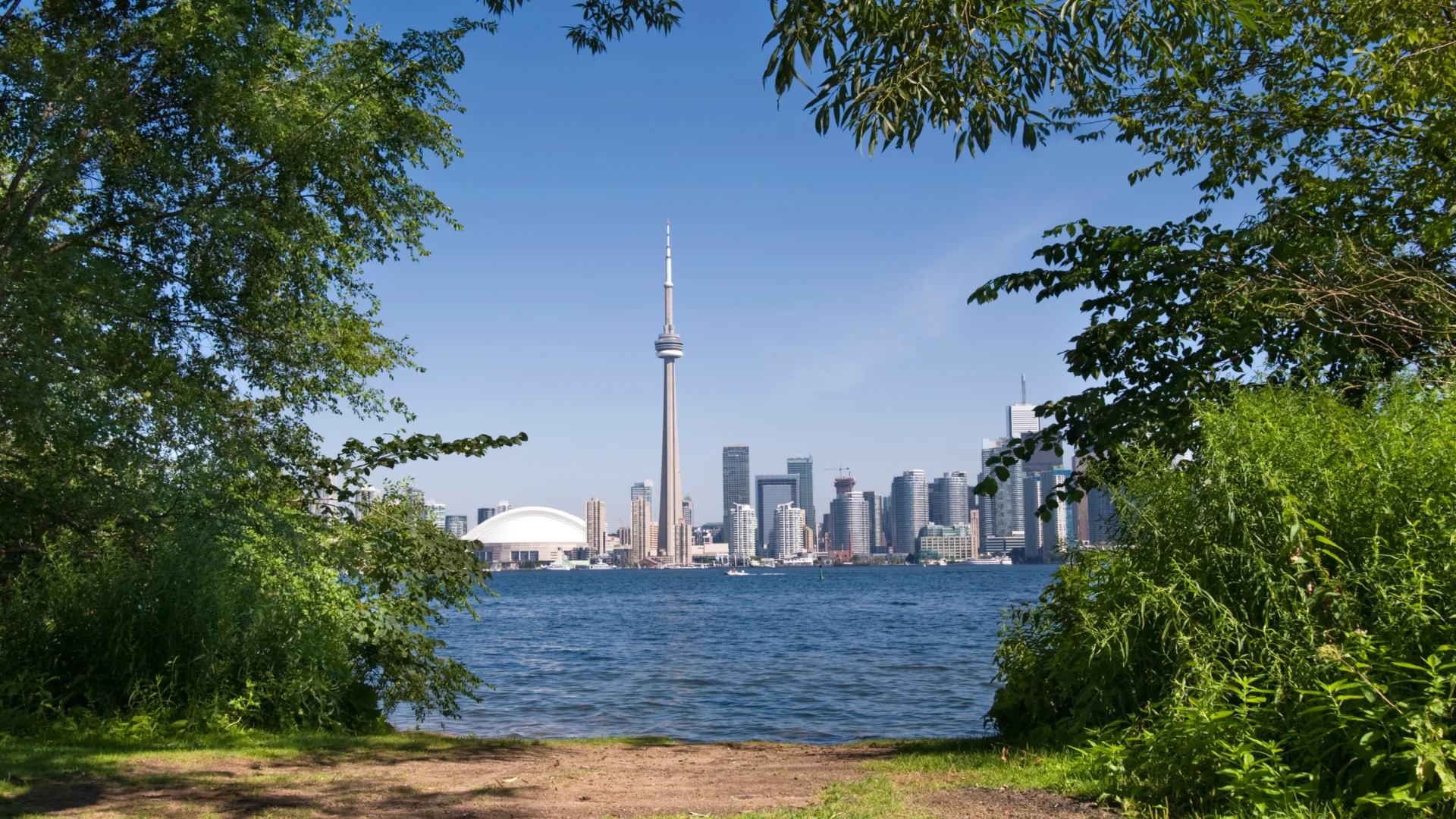 Tree Permit Application Process in Toronto: Step-by-Step Guide