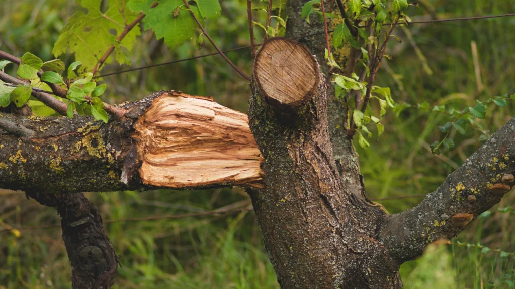 Tree Cabling Toronto: Signs Your Tree Needs Support