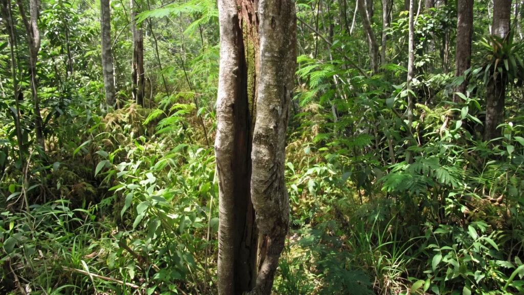 Fix a Split Tree Trunk in Toronto: Save or Remove It?