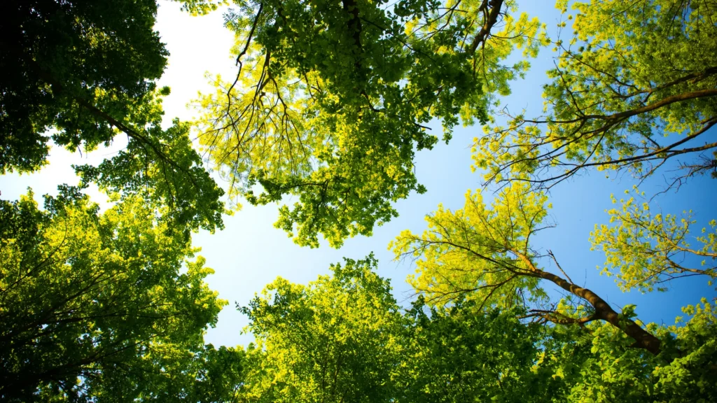 Tree Risk Assessment in Toronto: What to Expect