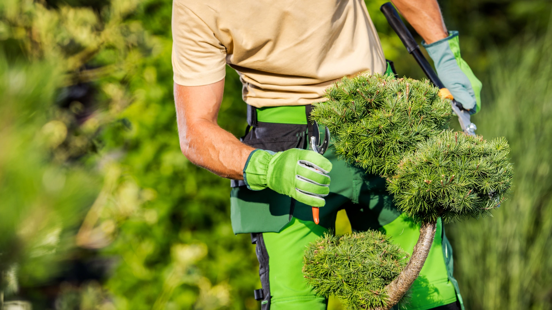 Certified Arborists